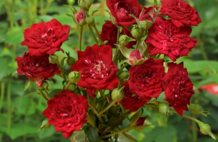 Ред Каскад (Red Cascade)