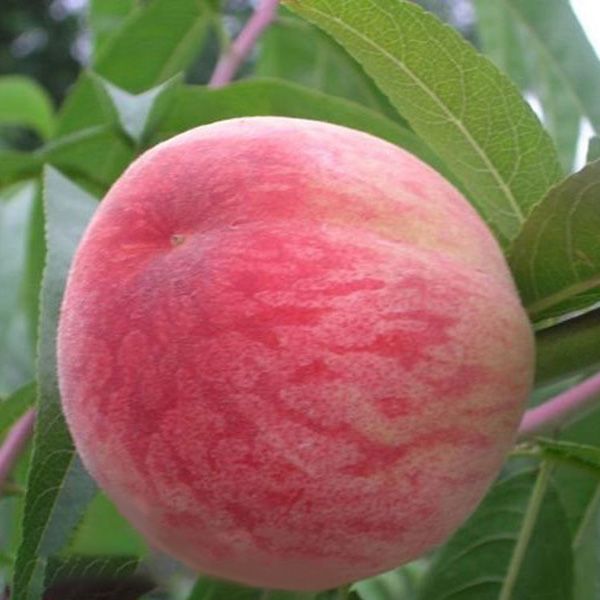 Персик Чемпіон