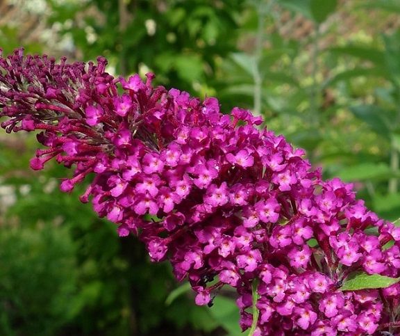 Будлея Давида Sugar Plum