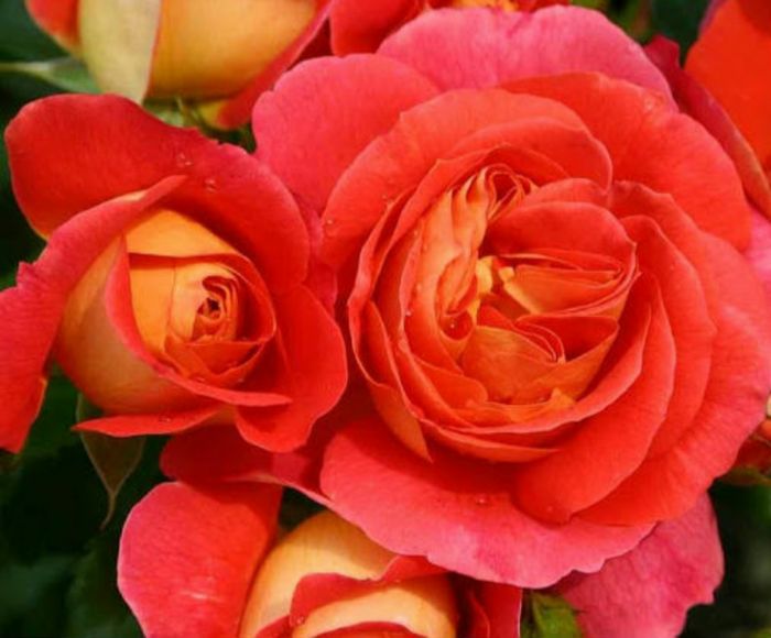 Брати Грімм (Brothers Grimm Fairy Tale)