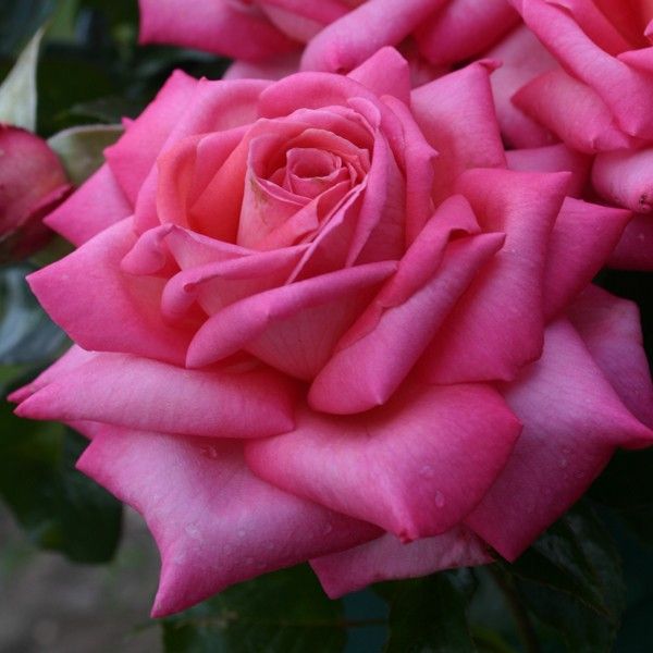 Веддінг Беллз (Wedding Bells)