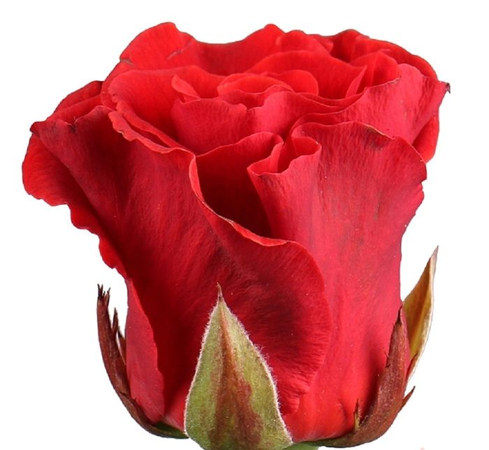 Ред Вау (Red Wow)