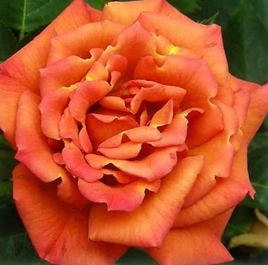 Пампкін Патч