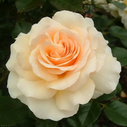 Телефон (Telethon)