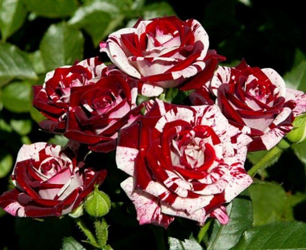 Флеш Найт (Flash Night)