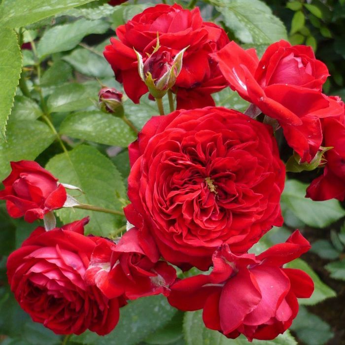 Роткепхен (Rotkappchen)