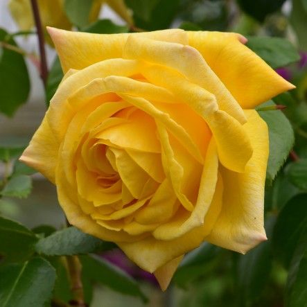 Казино (Casino)