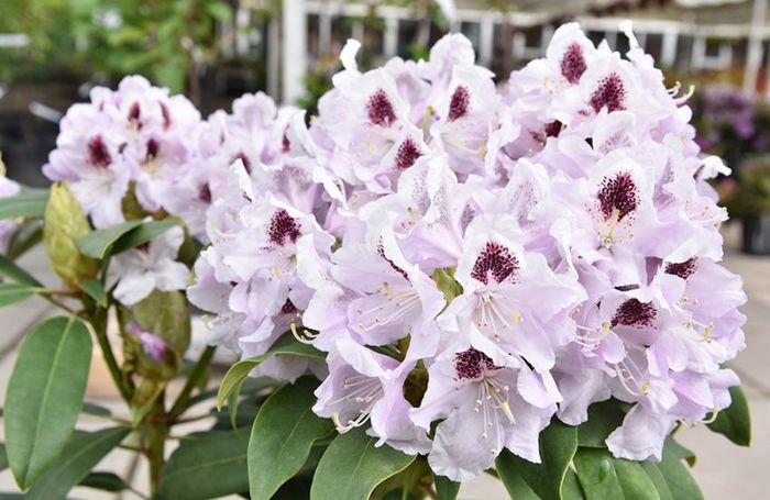 Кальсап (Calsap) (2х річка)