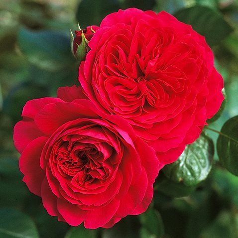 Ред Леонардо да Вінчі (Red Leonardo da Vinci)