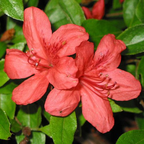 Азалія японська 