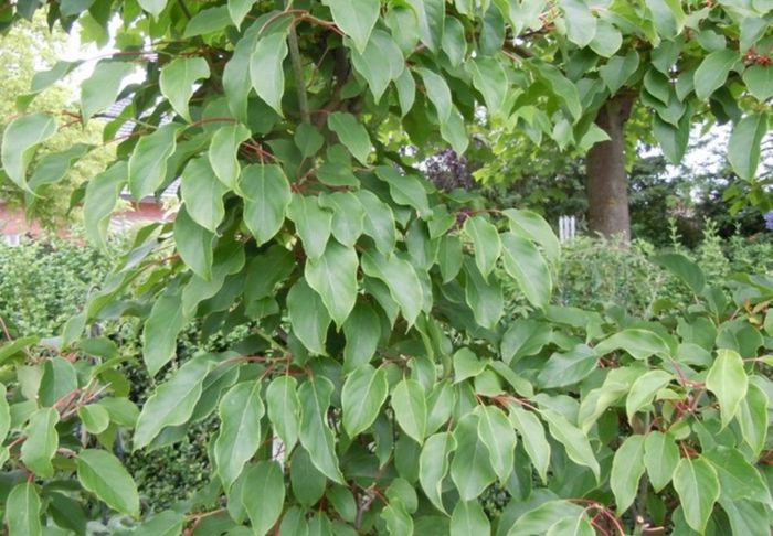 Дон Жуан (чоловік) 1 річна