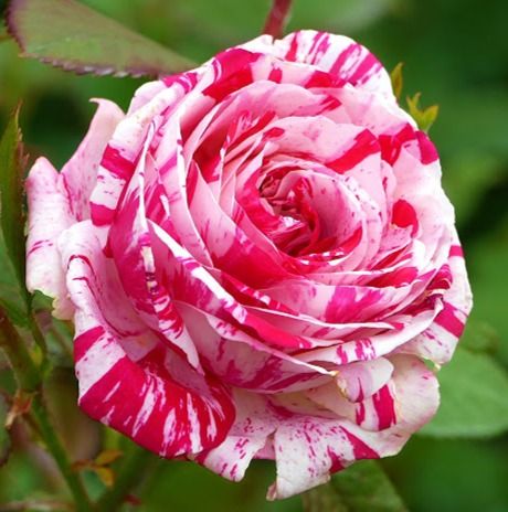 Сатіна (Satina)