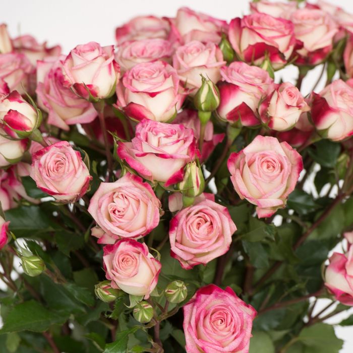 Сафіна (Safina)