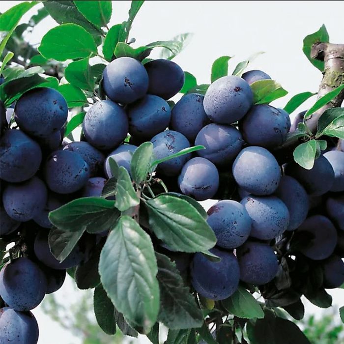 Блек Голд (середня)