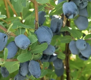 Бореал Біст (1 річка)