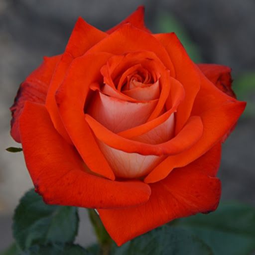 Верано (Verano)