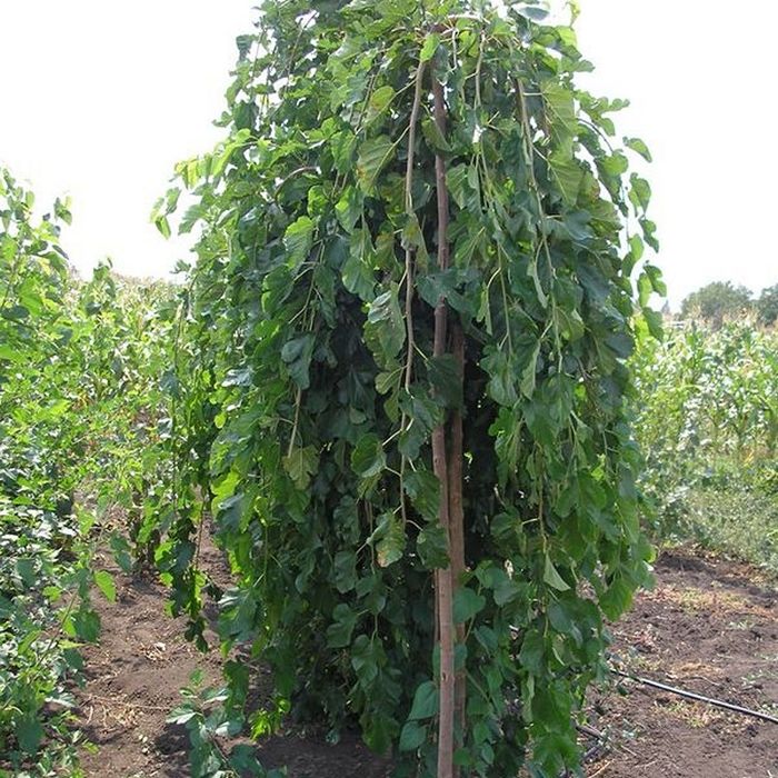 Шовковиця плакуча (Morus Pendula)