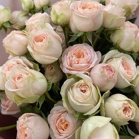 Павлова (Pavlova)