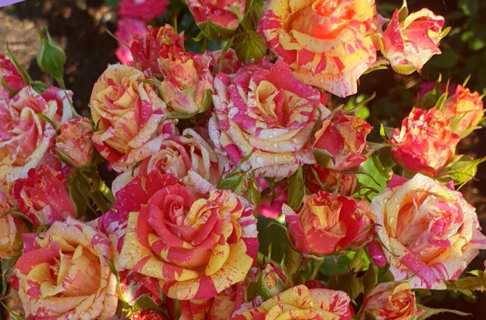 Файер Флеш (Fire Flash)