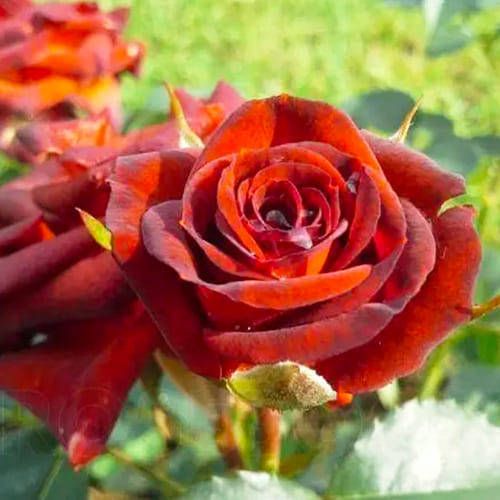 Браун Шугар 