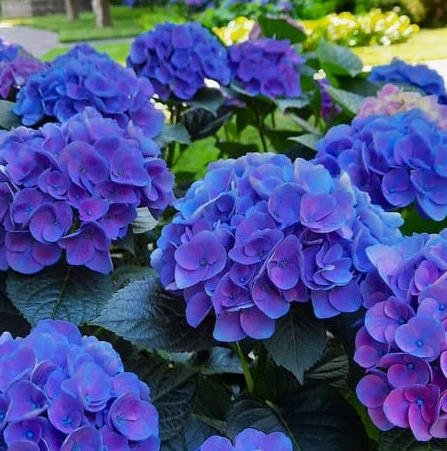 Джип Блю (Jip Blue) 3 річна