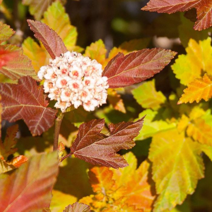 Пухироплідник калинолистий Ембер Джубіле (Amber Jubilee)
