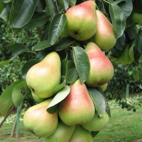 Павловська