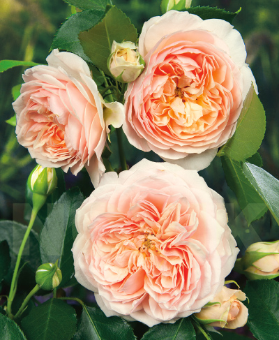 Джинджер Силлабаб (Ginger Syllabub)