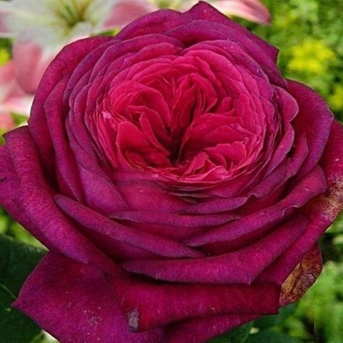 Іоган Вольфганг фон Гете (Johann Wolfgang von Goethe Rose)