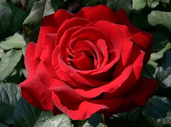 Інгрід Бергман ( Ingrid Bergman)