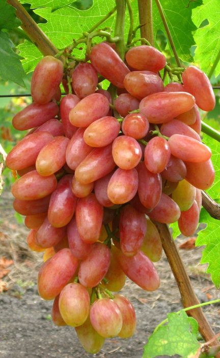 Юбілей Новочеркаська