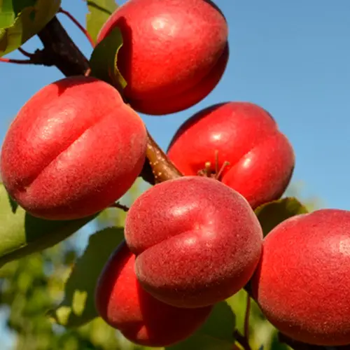 Рубіста (ранній)