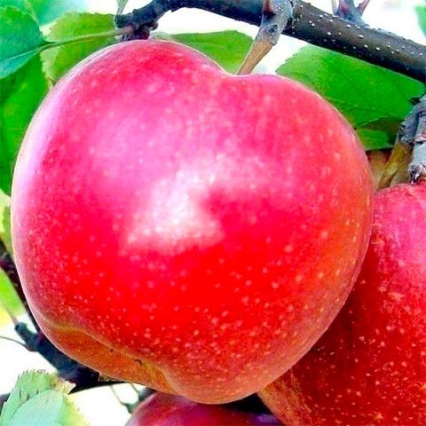  Гала (пізня)