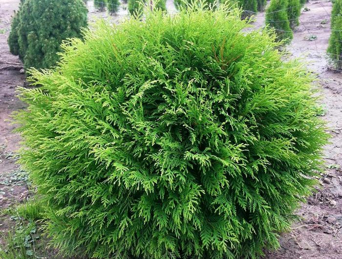 Туя західна Літл Чемпіон (Little Champion)