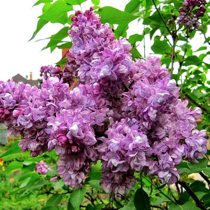 Бузок Katherine Havemeyer