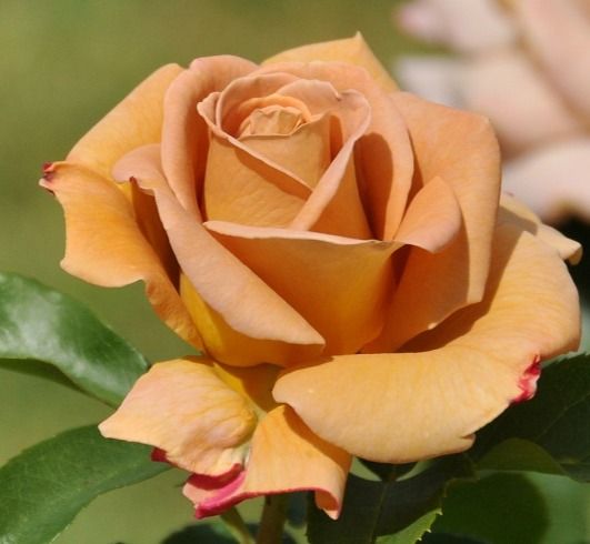 Хані Діжон (Honey Dijon Rose)