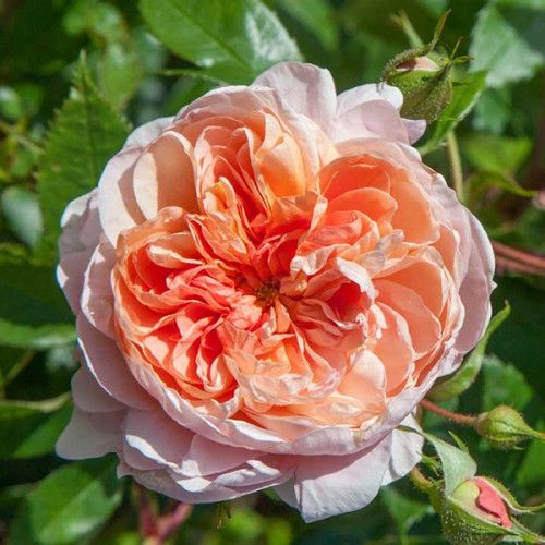 Колетт (Colette)