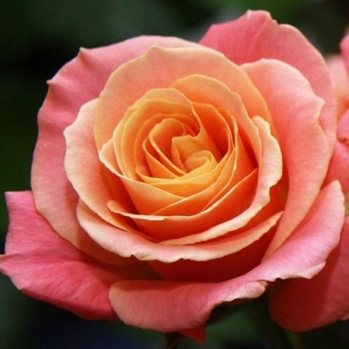 Міс Піггі (Miss Piggy)