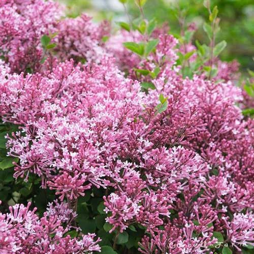 Бузок Pink Parfum