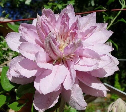 Віолет Елізабет (Violet Elizabeth)