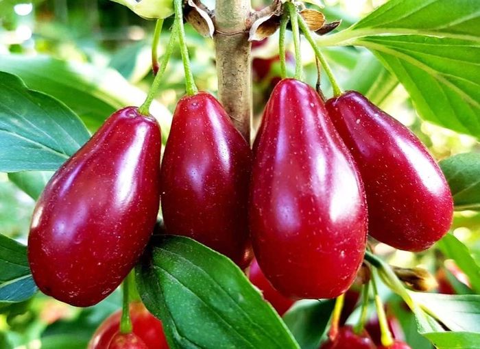 Володимирський (привитий) (2х річний)