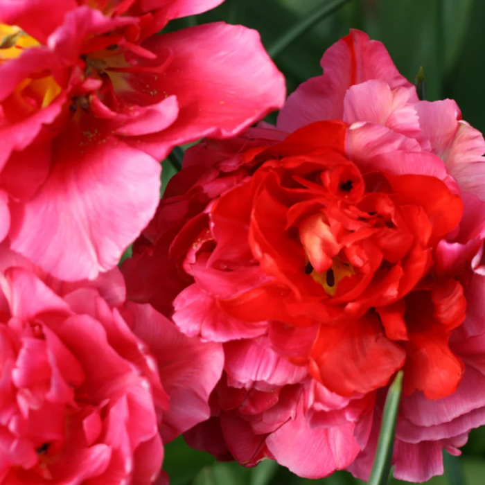 Тюльпан Махровий Chato 10/11