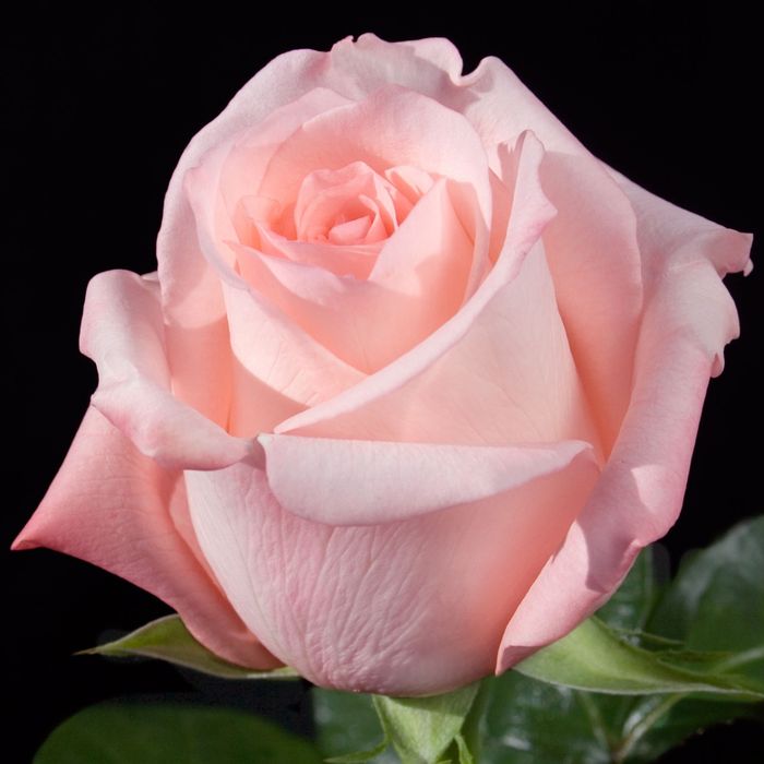 Ангажемент (Engagement)