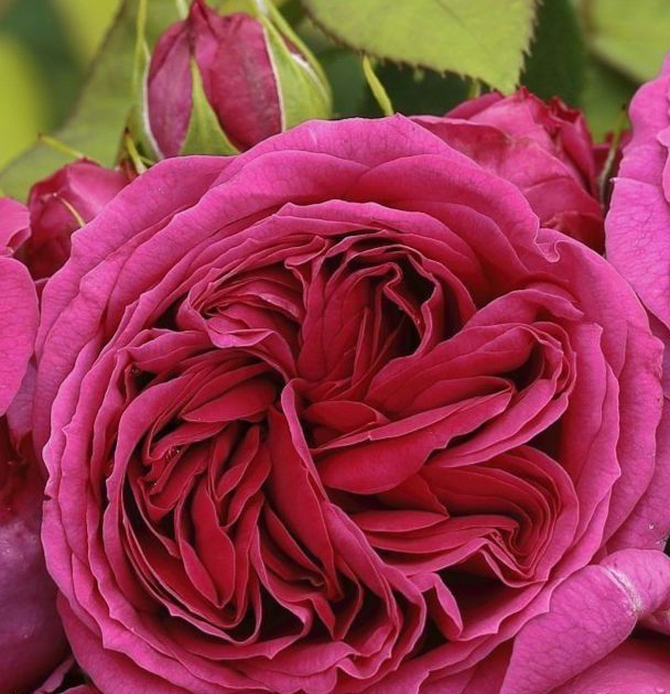 Софія Луїза 