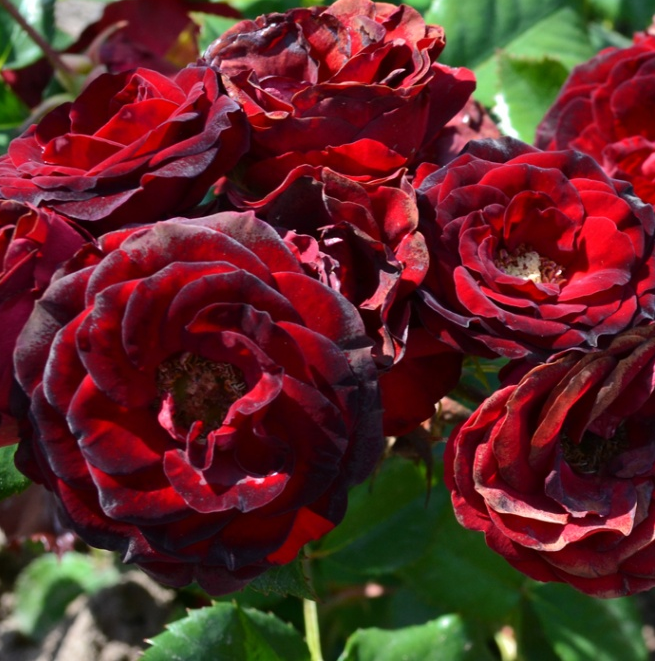 Ред Сенсейшен (Red Sensation)