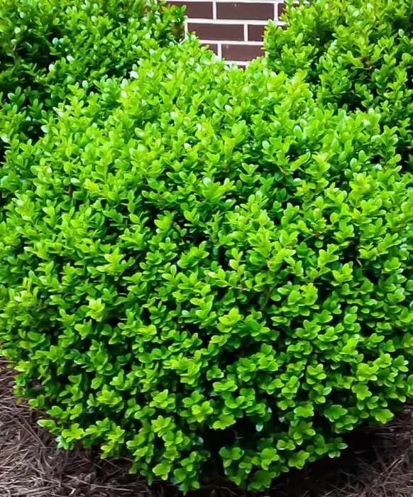 Самшит 35-40 см