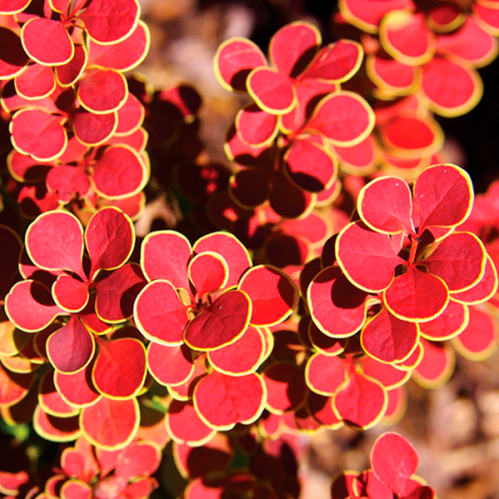 Барбарис Тунберга ‘Orange Sunrise’ (Оранж Санрайз) 1.5 річні