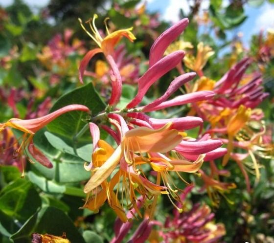 Жимолість Гекротта (Caprifoliaceae)