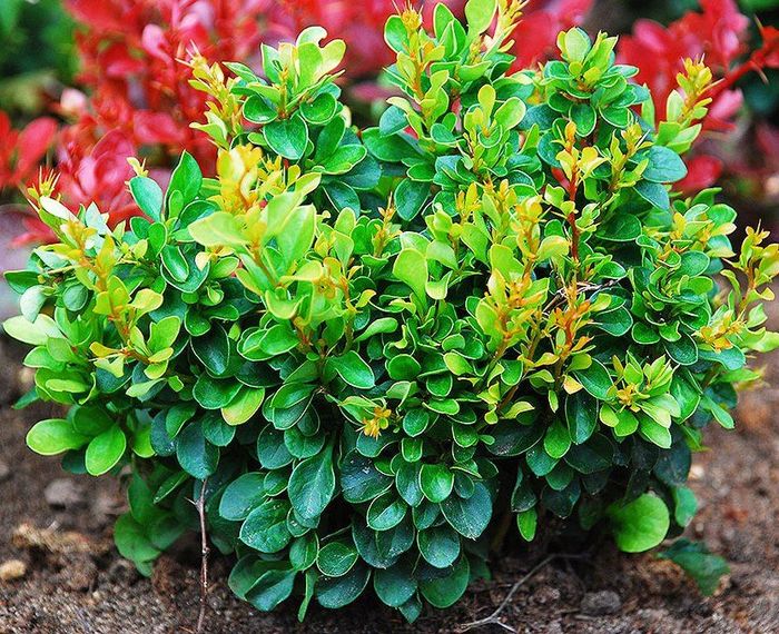 Барбарис тунберга 