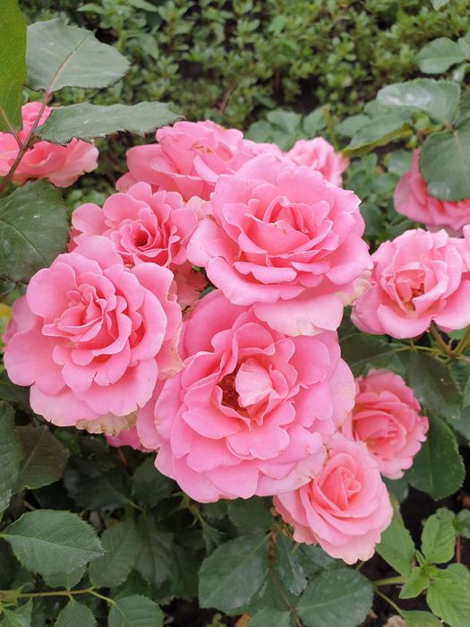 Тіклед Пінк (Tickled Pink)